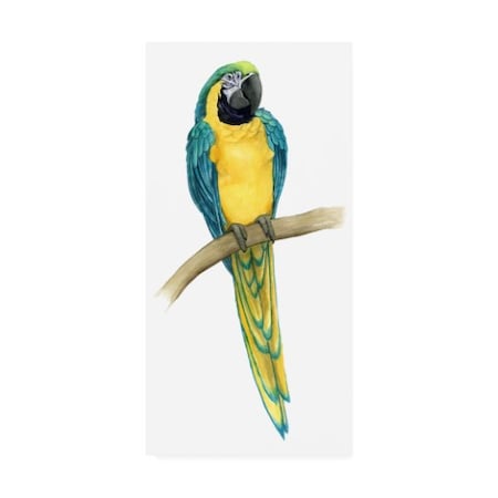 Grace Popp 'Teal Macaw Ii' Canvas Art,24x47